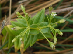 Stellaria littoralis