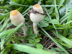 Psathyrella