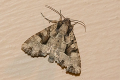 Apamea indocilis