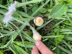 Psathyrella