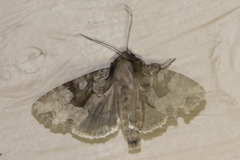 Apamea indocilis