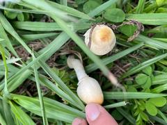 Psathyrella