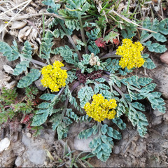 Cymopterus longipes