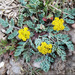 Cymopterus longipes longipes - Photo (c) Judy Bush, some rights reserved (CC BY-NC), uploaded by Judy Bush