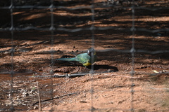 Barnardius zonarius zonarius