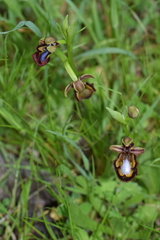 Ophrys speculum