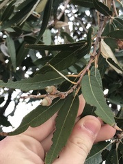 Quercus hypoleucoides