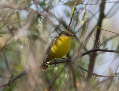Pseudocolopteryx dinelliana