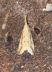 Donacaula longirostrallus