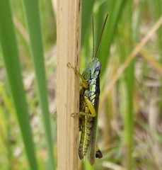Oxya hyla