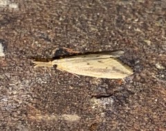 Donacaula longirostrallus