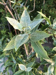 Salix cordata