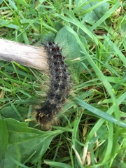 Lymantria dispar dispar