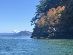 Acer glabrum douglasii