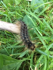 Lymantria dispar dispar