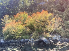 Acer glabrum douglasii