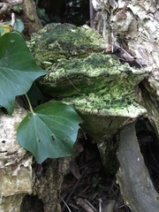 Rigidoporus ulmarius