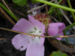 Sidalcea calycosa