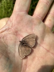 Coenonympha haydenii
