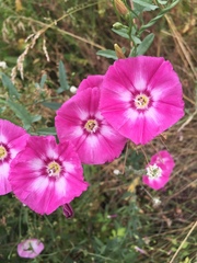 Convolvulus chinensis