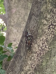 Tanna japonensis