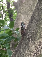 Tanna japonensis