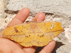 Copaxa multifenestrata