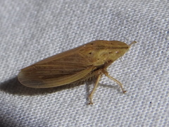 Prairiana