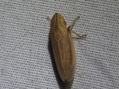 Prairiana