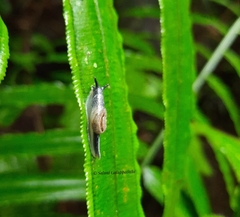 Ratnadvipia irradians
