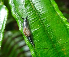 Ratnadvipia irradians