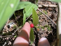 Streptopus streptopoides