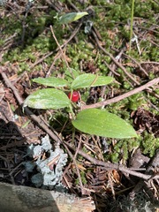 Streptopus streptopoides