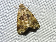 Cobubatha metaspilaris