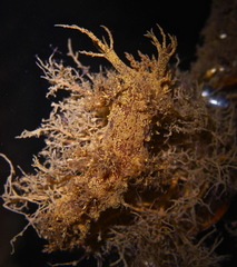 Dendronotus europaeus