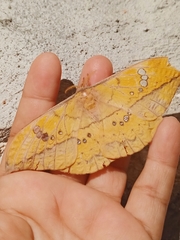 Copaxa multifenestrata