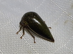 Stictopelta marmorata