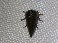 Stictopelta marmorata
