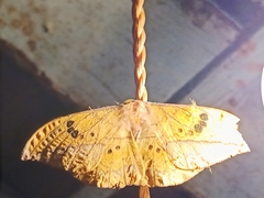 Copaxa multifenestrata