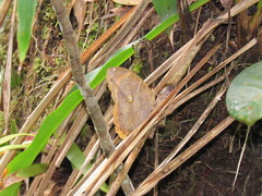 Opoptera staudingeri