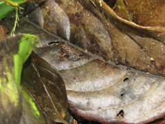 Craugastor laevissimus