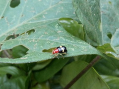 Gynandrobrotica lepida