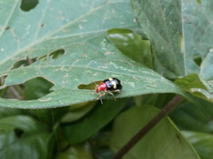 Gynandrobrotica lepida