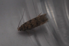 Bryotropha domestica