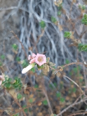 Viviania marifolia