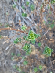 Viviania marifolia