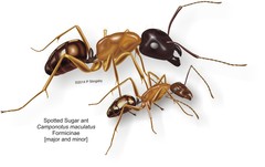 Camponotus maculatus