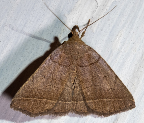 Dark Fan-foot