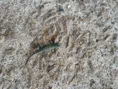 Sceloporus hondurensis