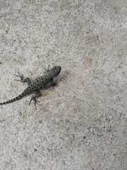 Sceloporus hondurensis